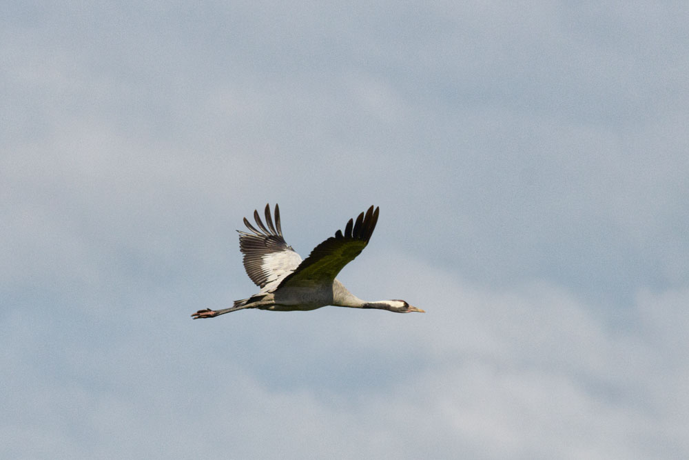 Kranich im Flug