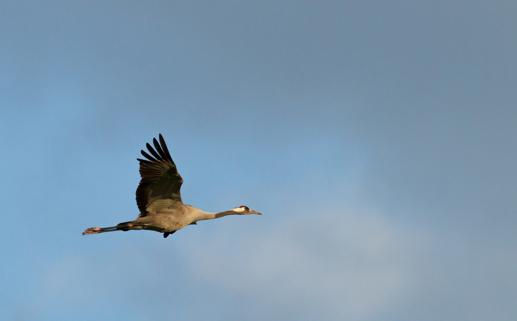 Kranich im Flug