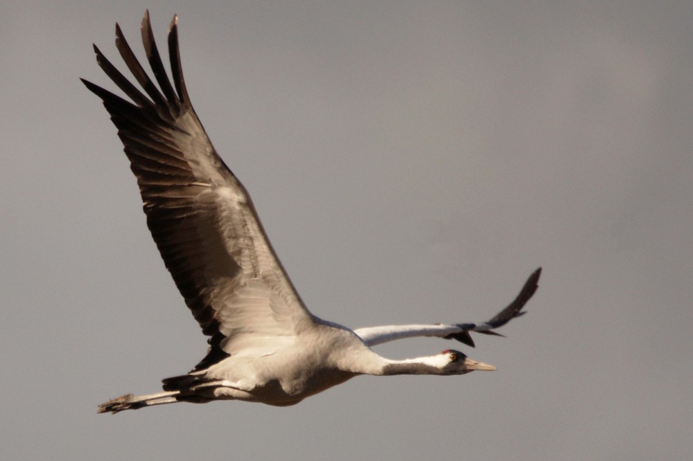 Kranich im Flug