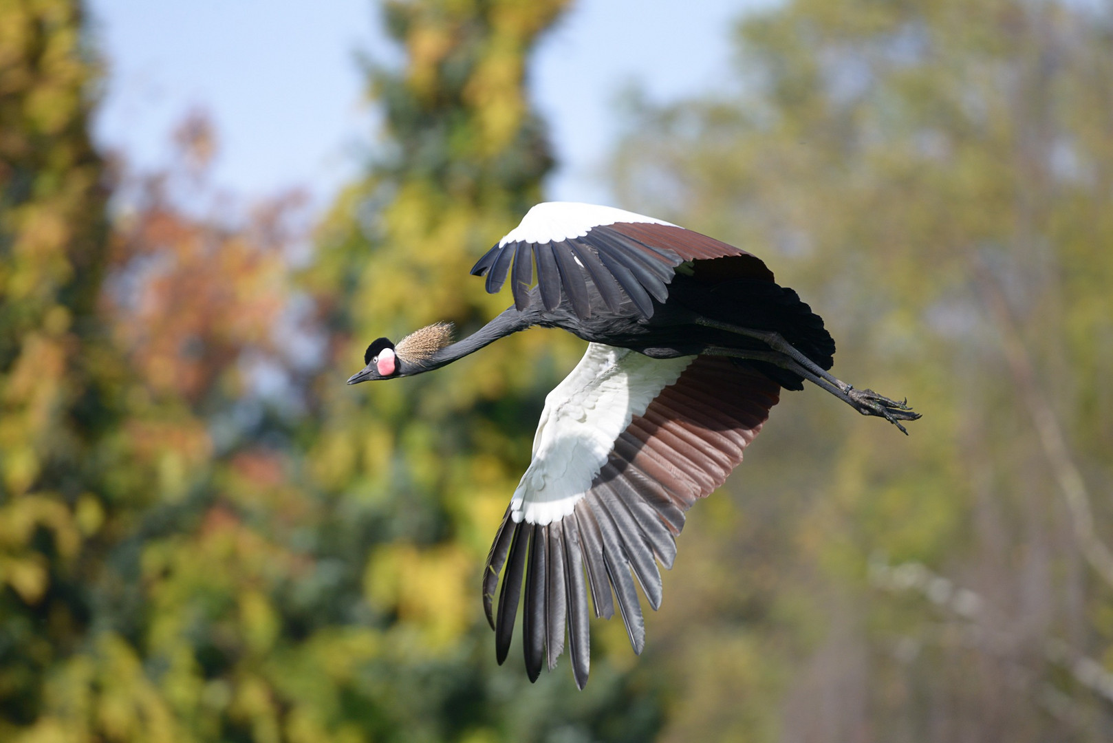 Kranich im Flug