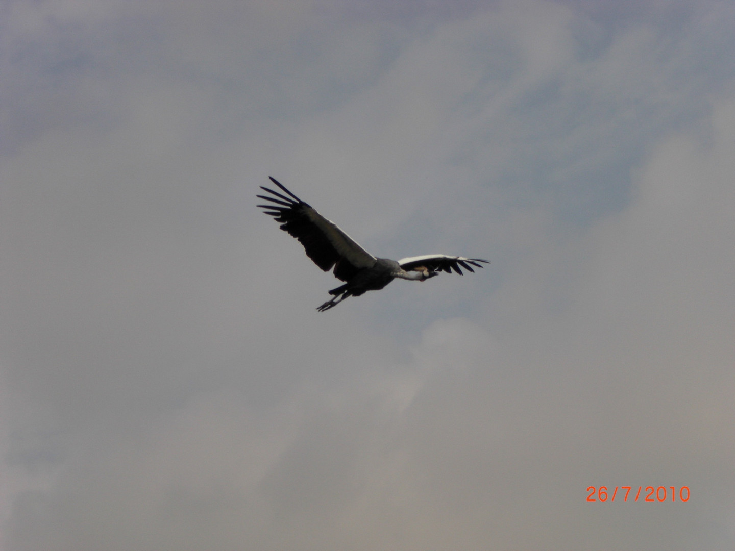 Kranich im Flug