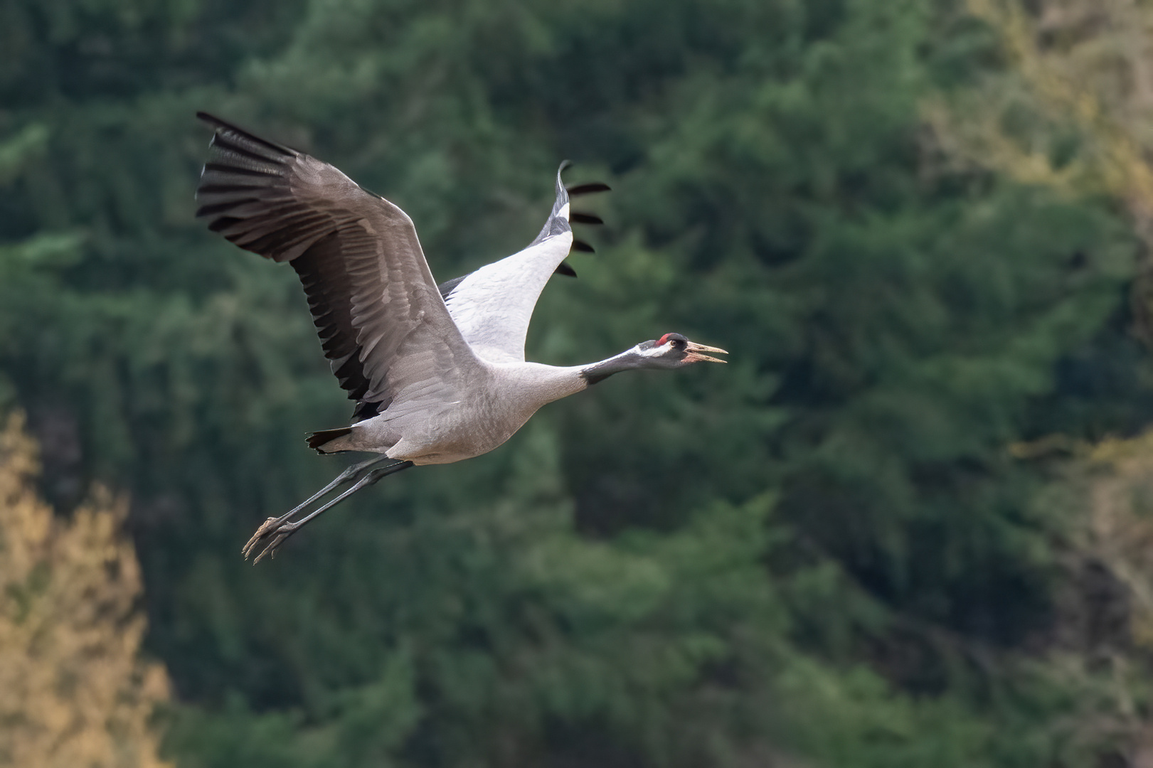 Kranich im Flug