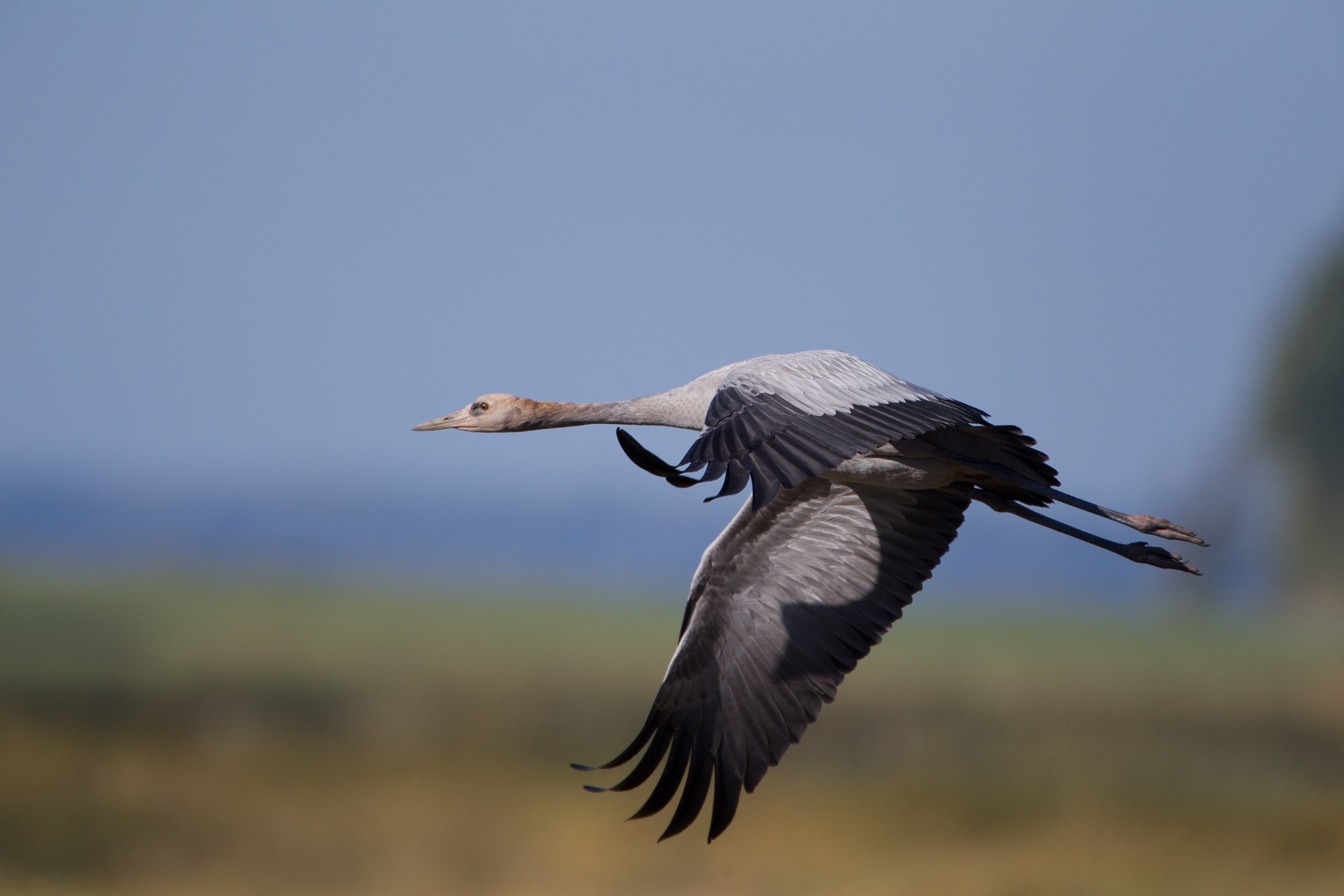 Kranich im Flug