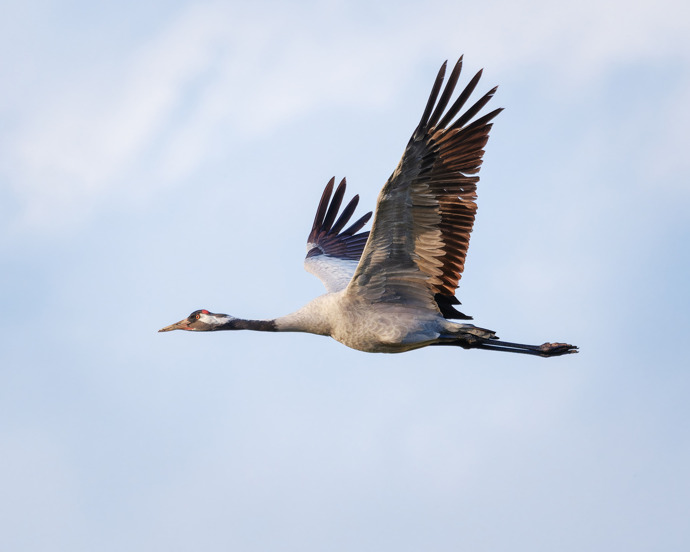 Kranich im Flug