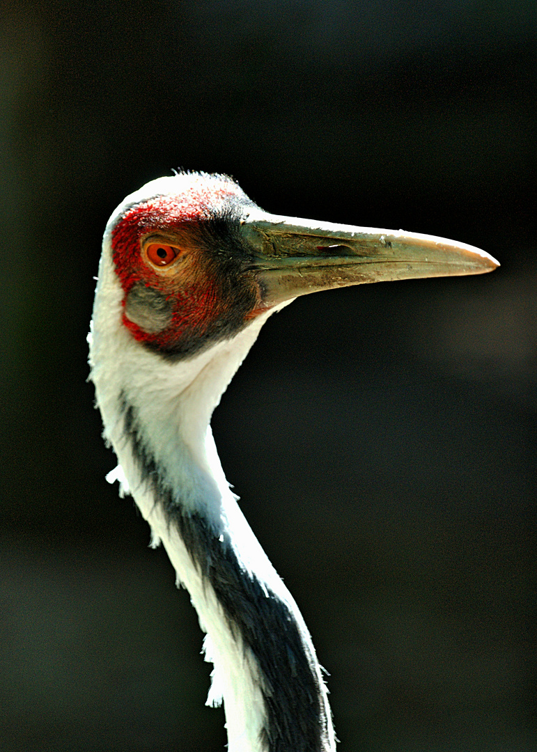 Kranich im Kölner Zoo