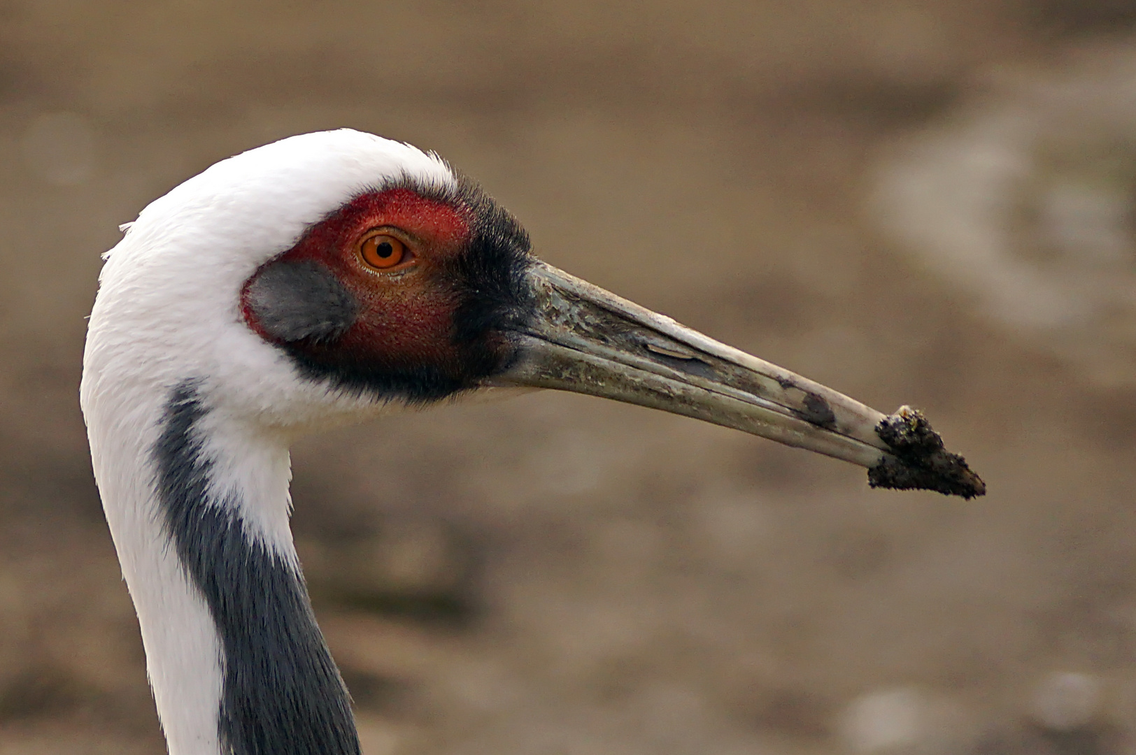 Kranich im Kölner Zoo