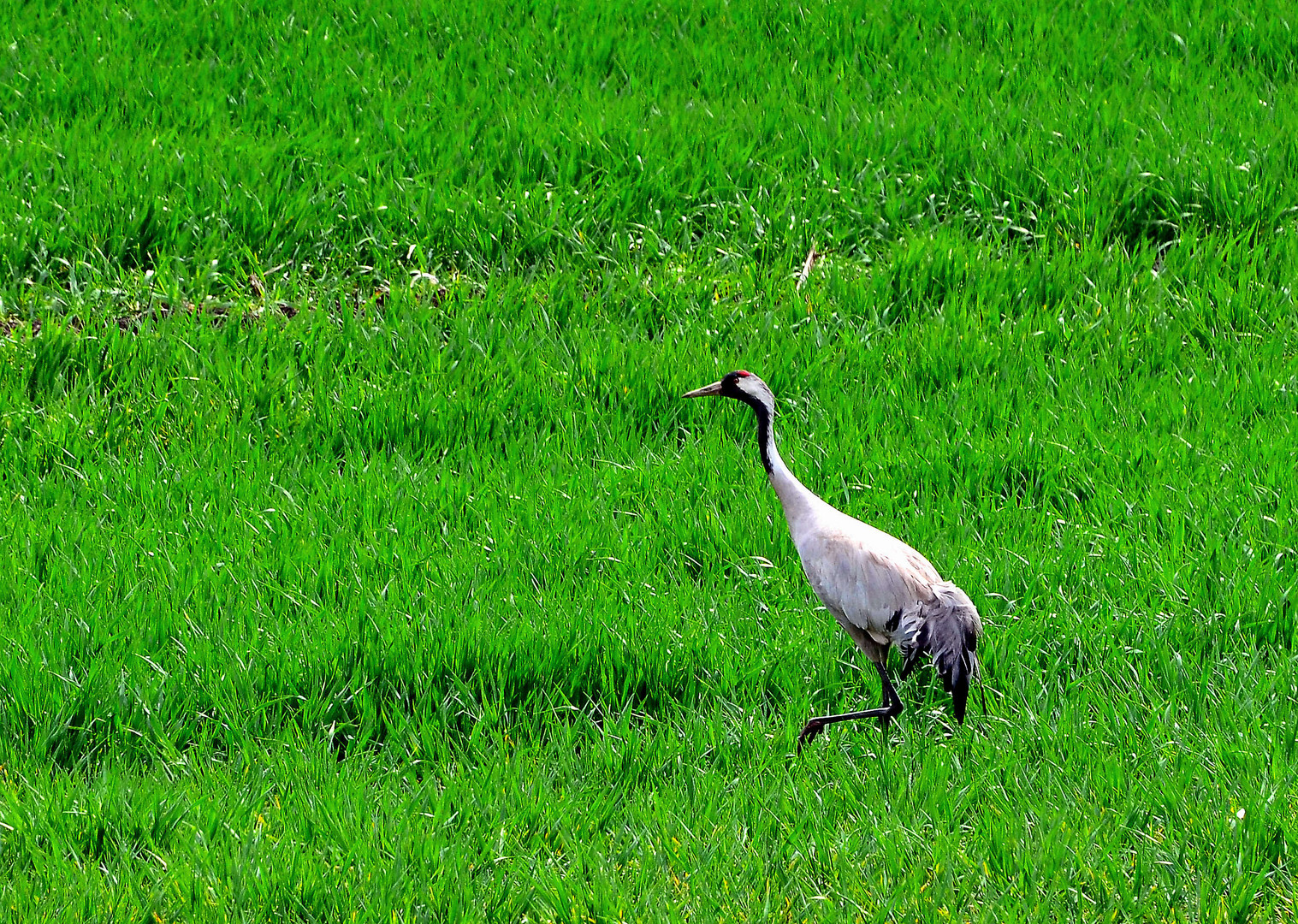 Kranich im Kornfeld