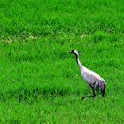 Kranich im Kornfeld