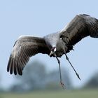 Kranich im Landeanflug