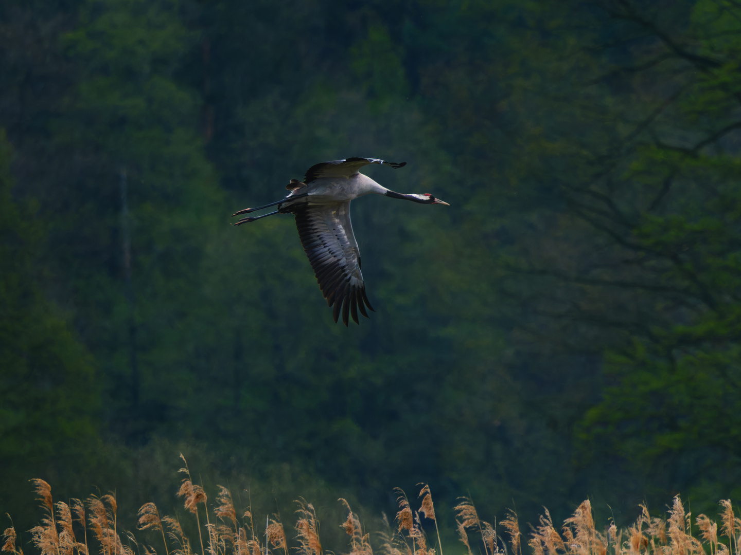 Kranich im Landeanflug ...