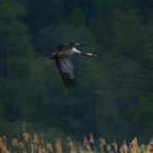 Kranich im Landeanflug ...