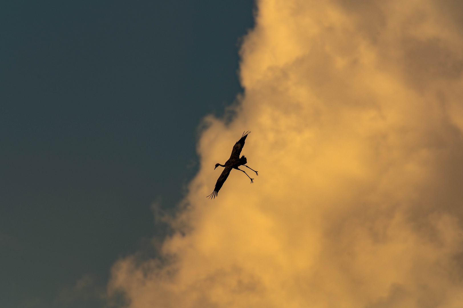 Kranich im Landeanflug/ Darßer 2021