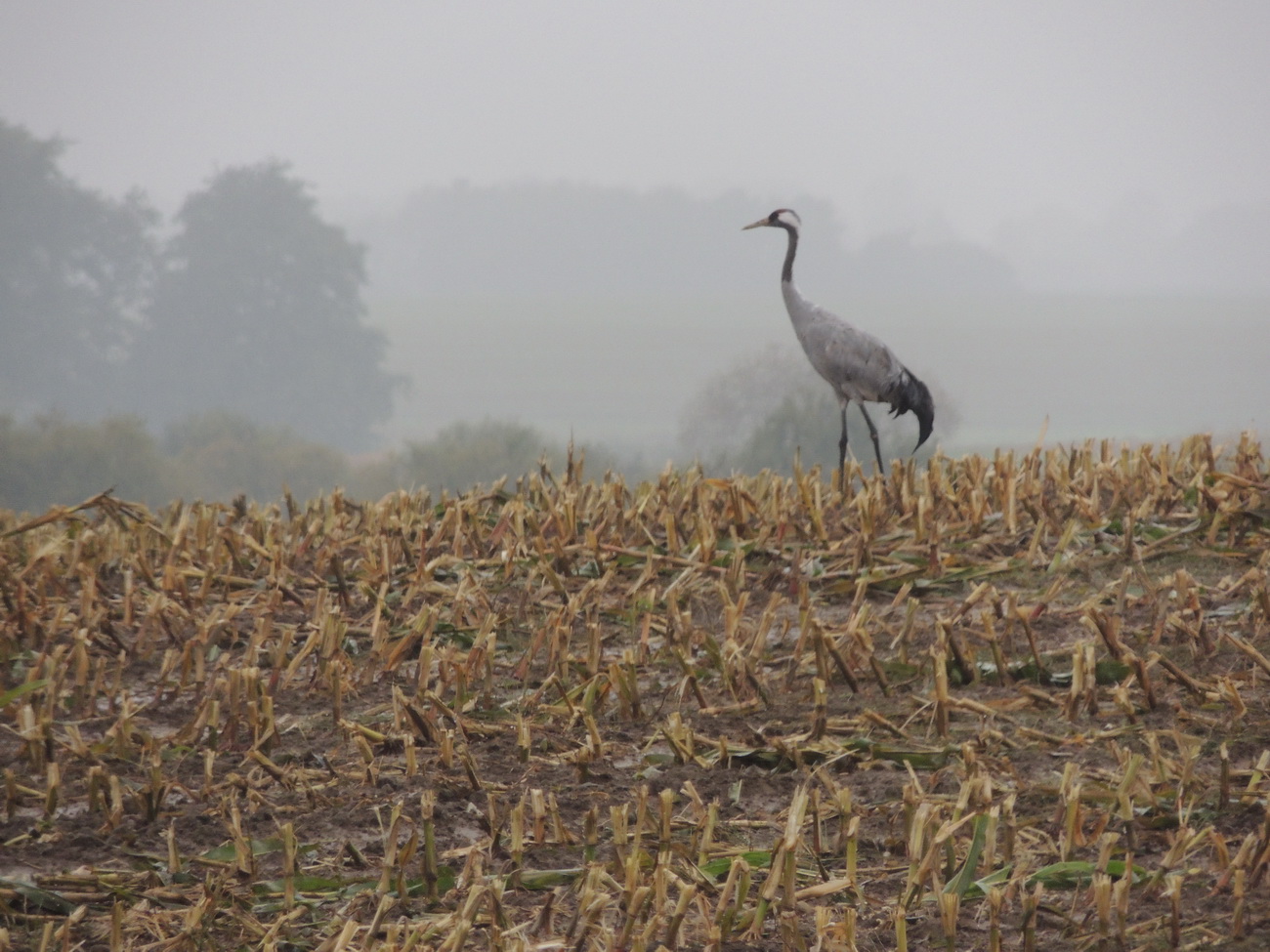 Kranich im Nebel