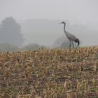 Kranich im Nebel