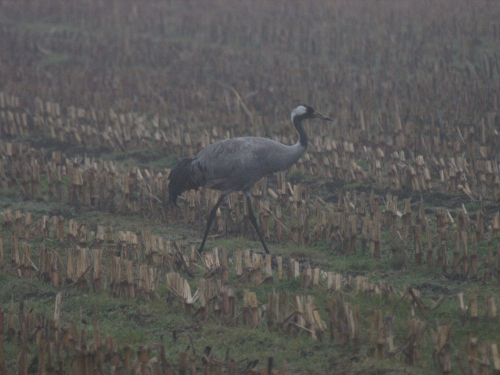 Kranich im Nebel