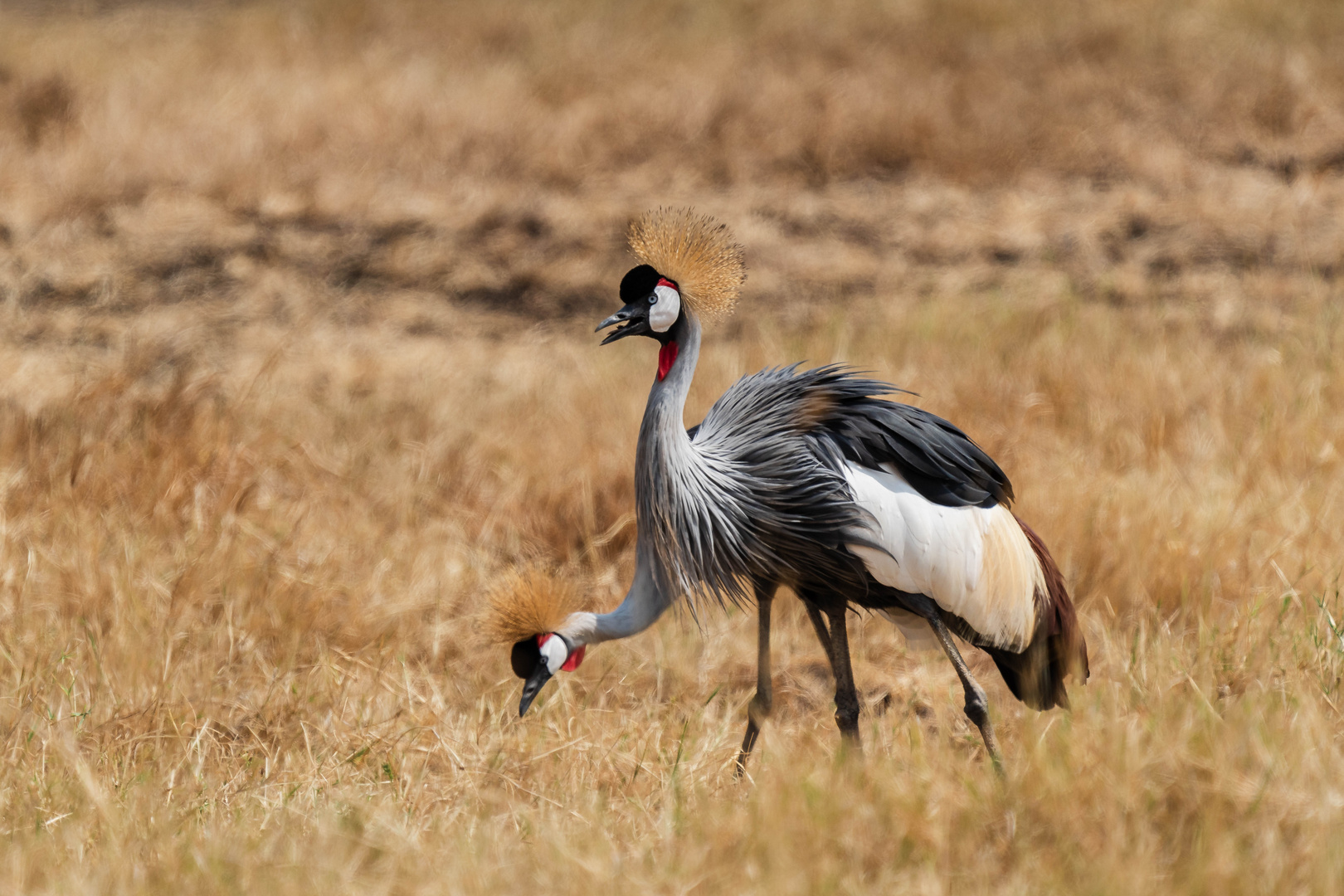 Kranich im Ngorongoro-Krater