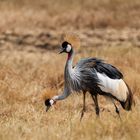 Kranich im Ngorongoro-Krater