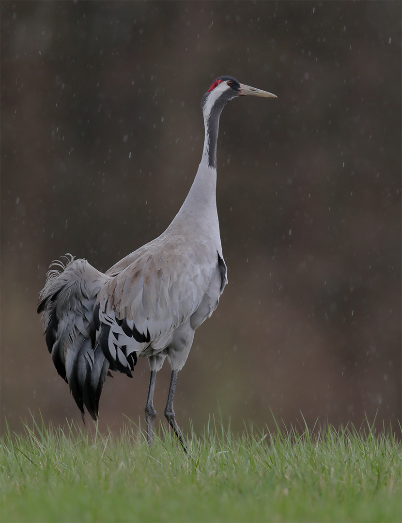 Kranich im Regen