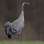 Kranich im Regen