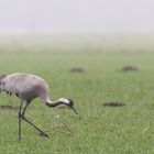 Kranich im Regen