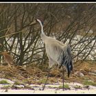 Kranich im Schnee 