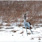 Kranich im Schnee