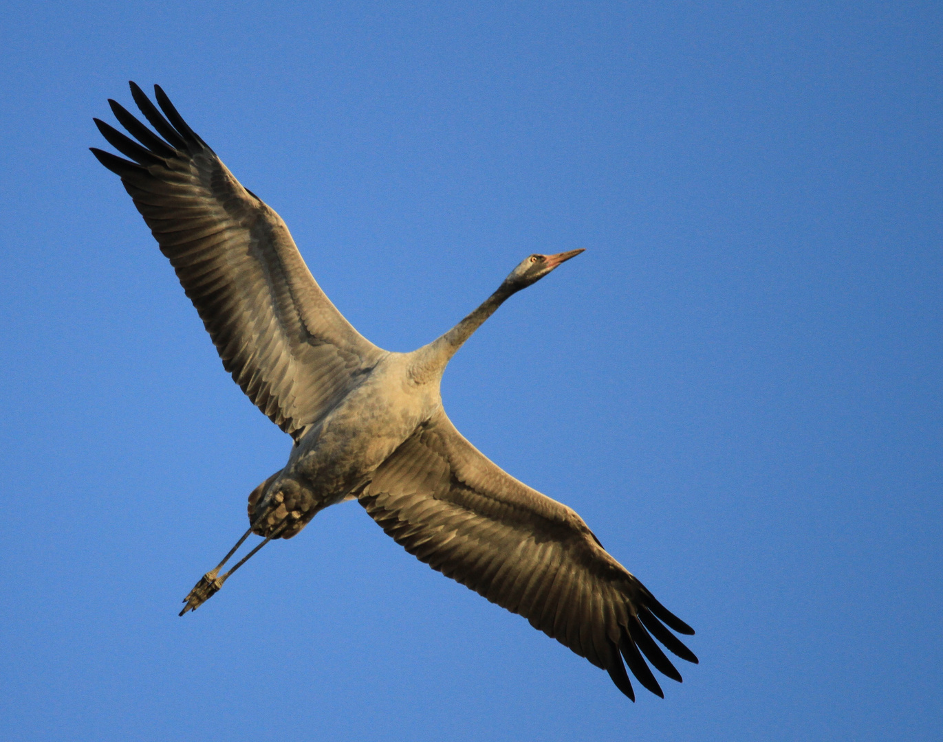 Kranich im Segelflug