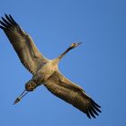 Kranich im Segelflug