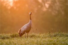 Kranich im Sonnenaufgang