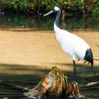 Kranich im Tierpark Grünau