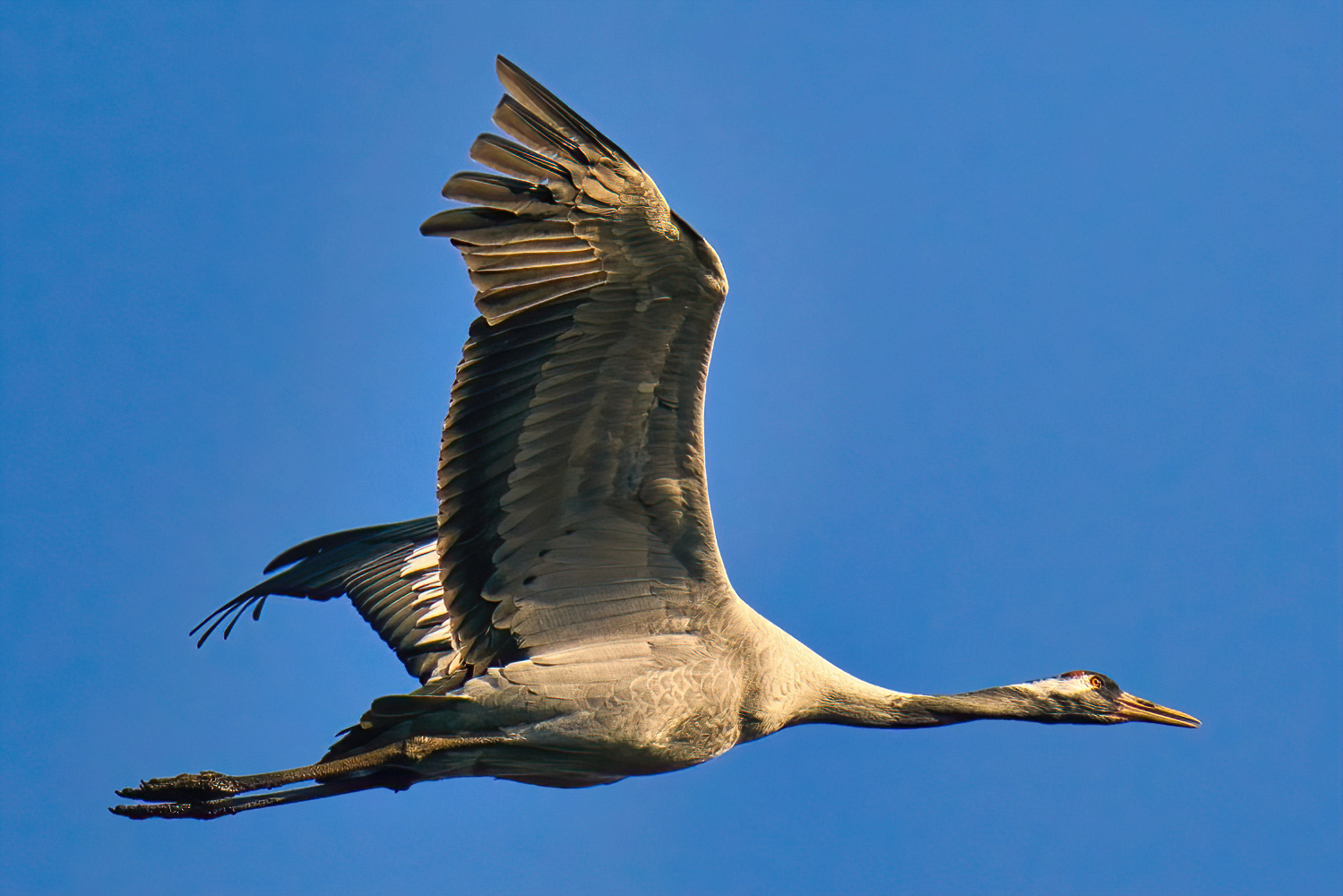 Kranich im Vorbeiflug