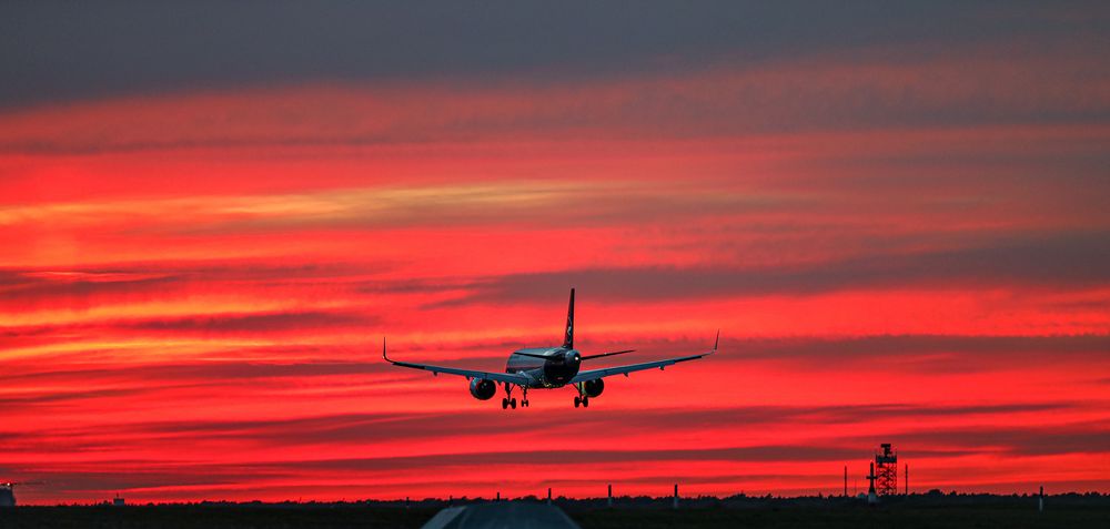 Kranich in der Abendröte