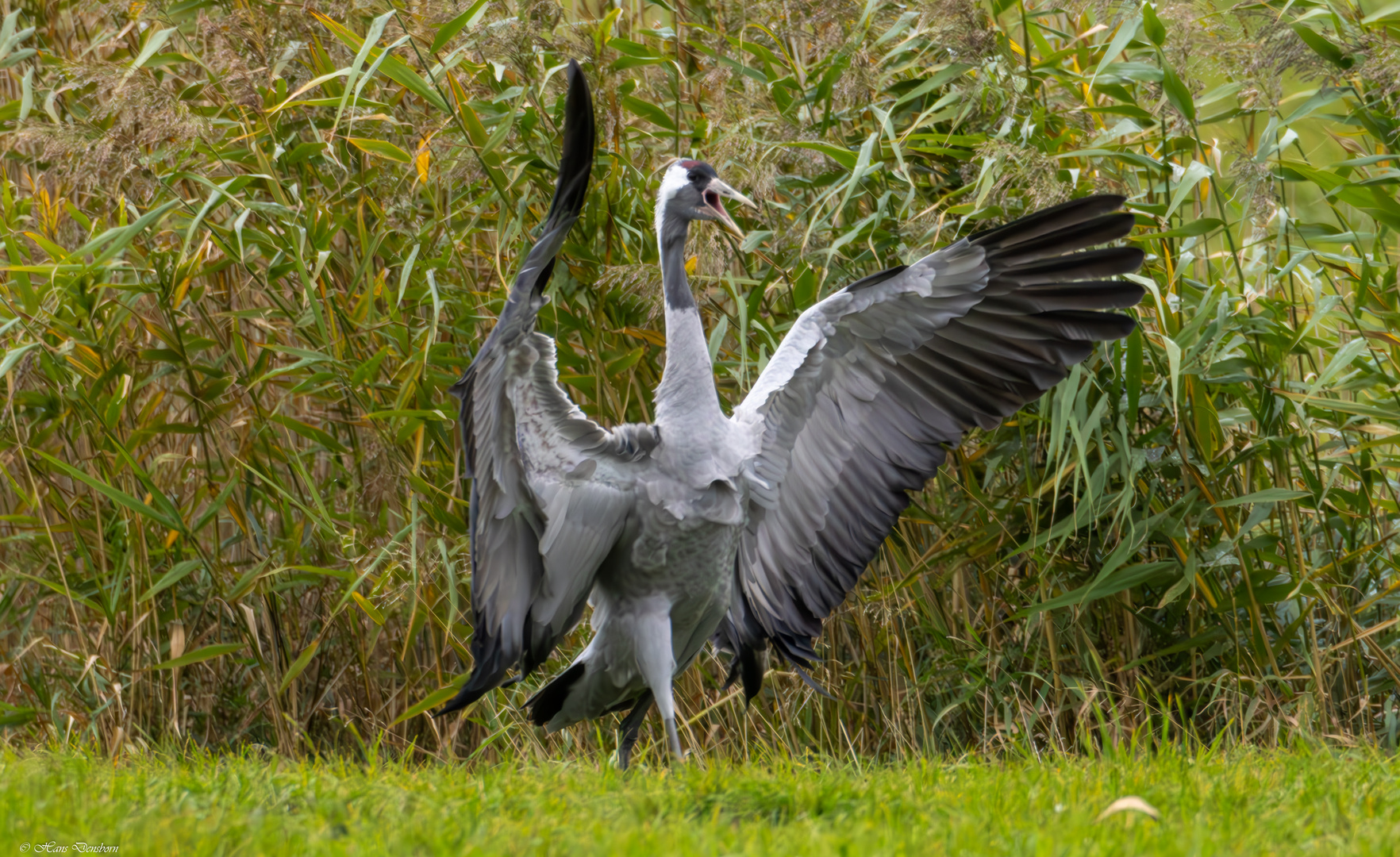 Kranich in Pose,