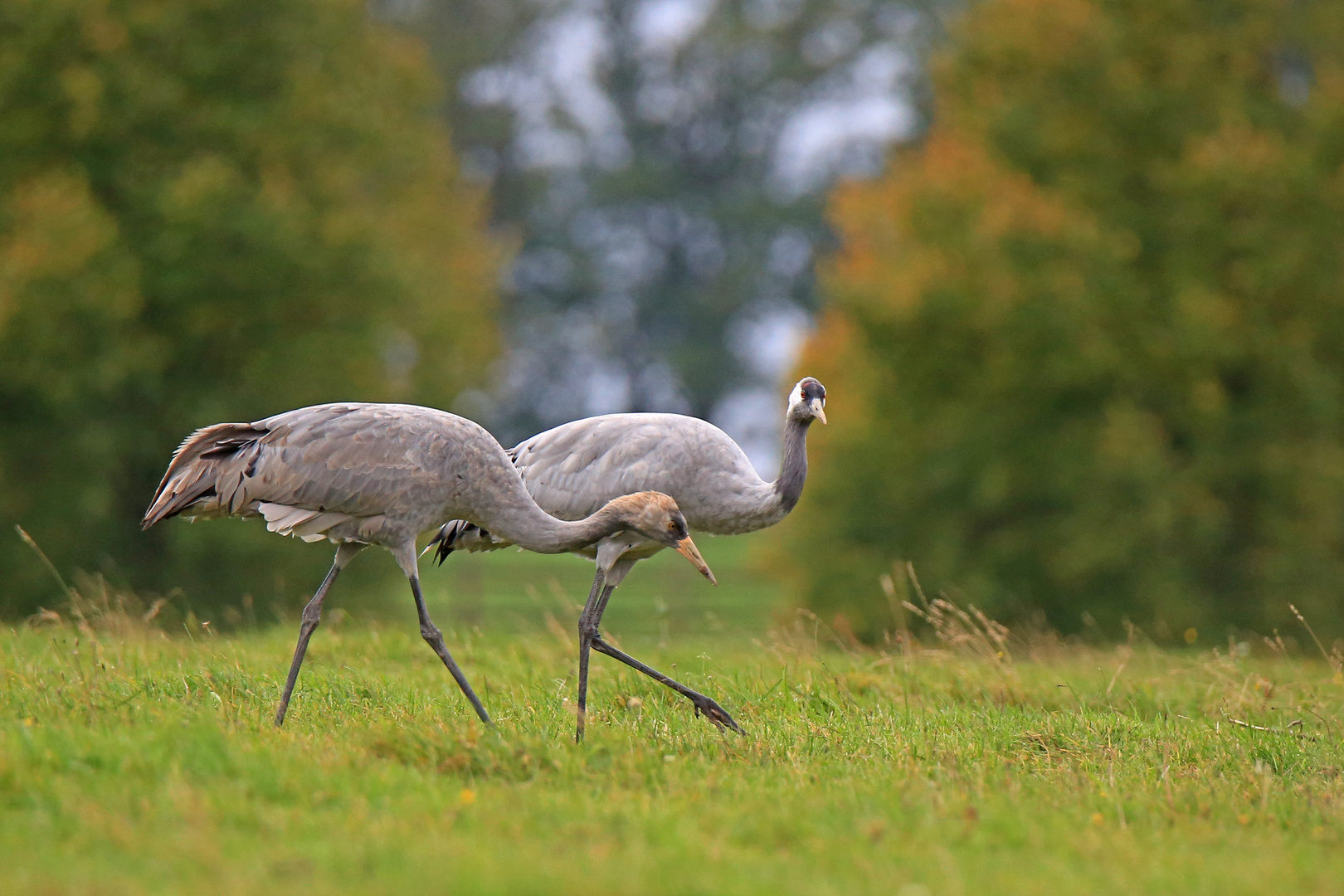 Kranich Jung und Altvogel