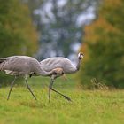 Kranich Jung und Altvogel