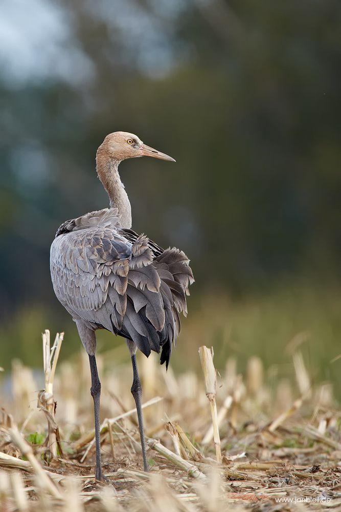 Kranich, Jungvogel