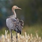 Kranich, Jungvogel