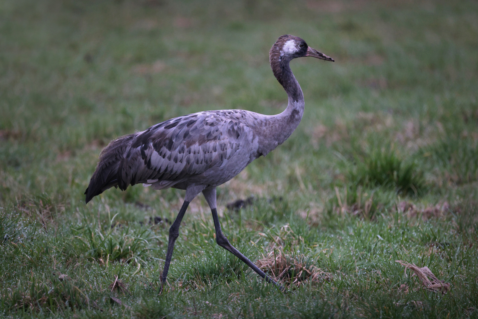 Kranich, Jungvogel vom letztem Jahr