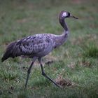 Kranich, Jungvogel vom letztem Jahr