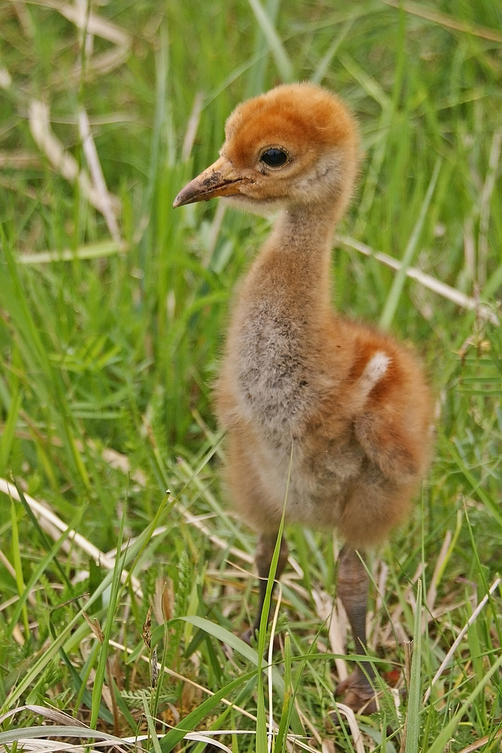 Kranich-Küken (Grus grus)