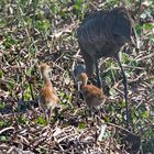 Kranich-Küken sind Nestflüchter