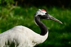 Kranich - Mandschurenkranich 