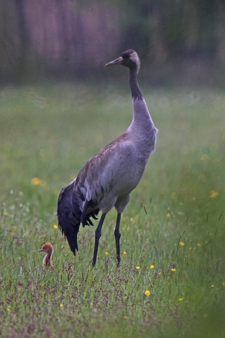 Kranich mit Jungvogel