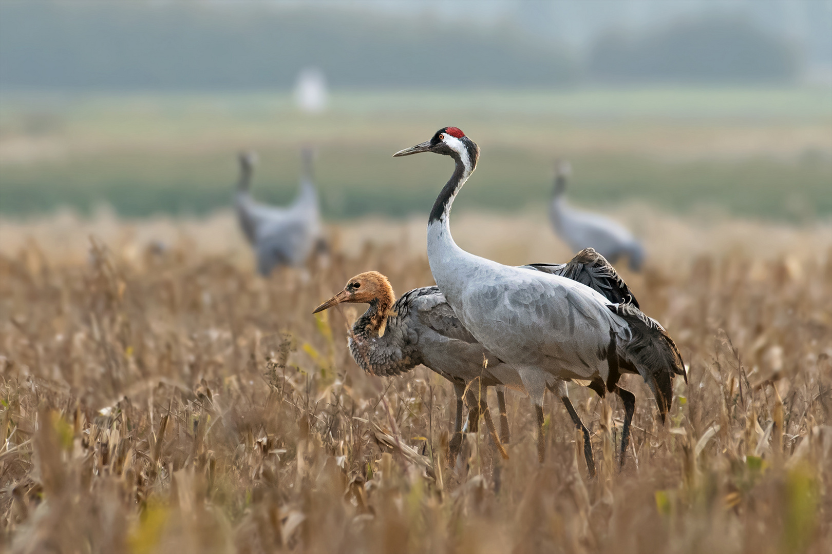 Kranich mit Jungvogel