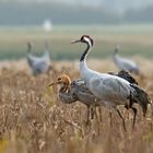 Kranich mit Jungvogel