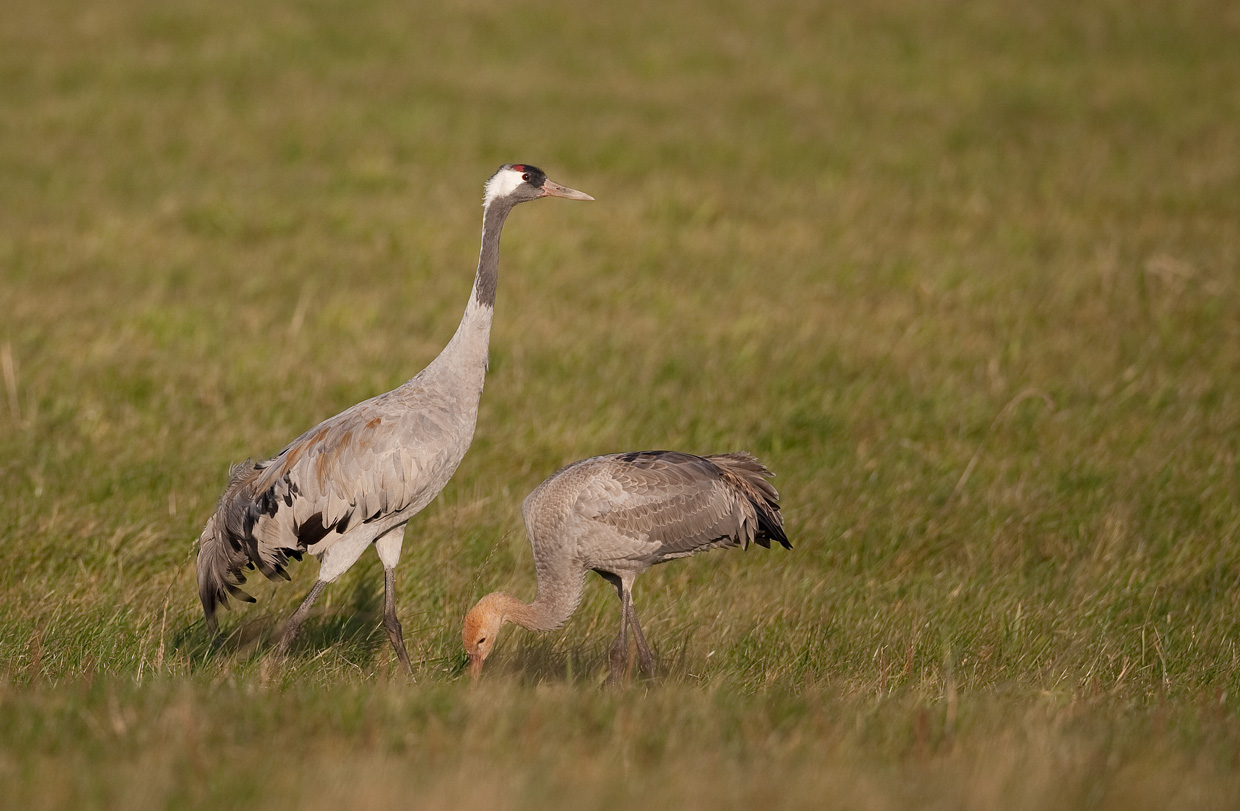 Kranich mit Jungvogel