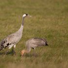 Kranich mit Jungvogel