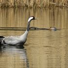 Kranich oder Nutria . . .