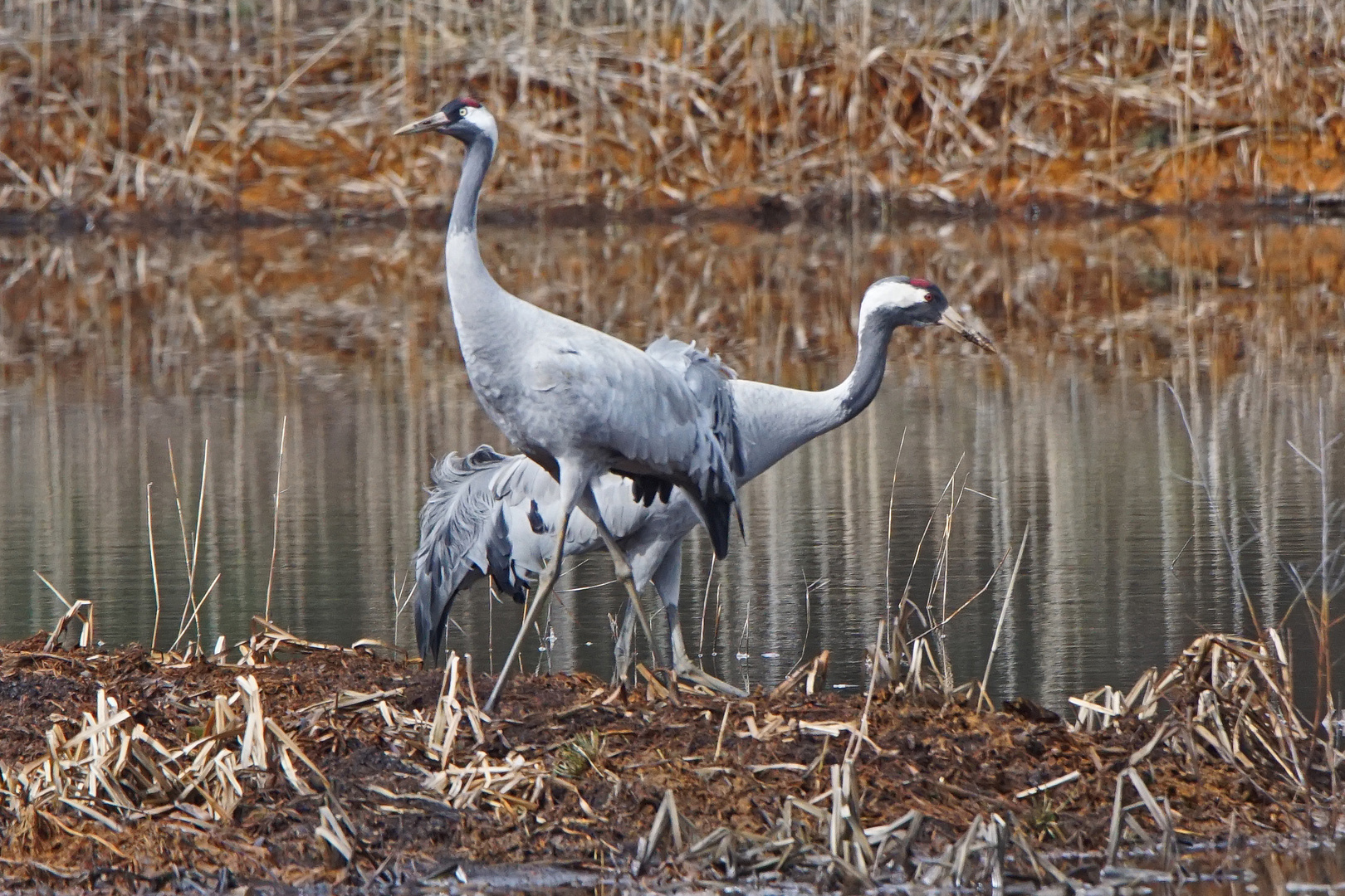 Kranich-Paar (Grus grus)