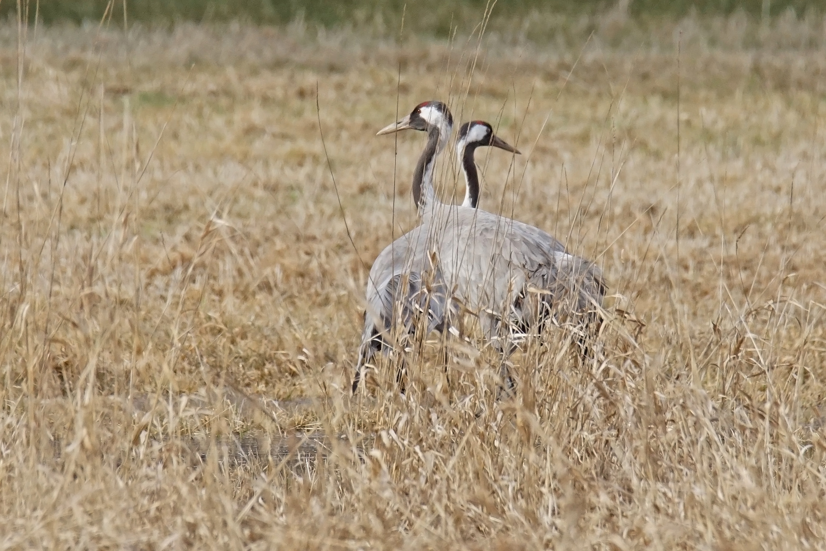 Kranich-Paar (Grus grus)